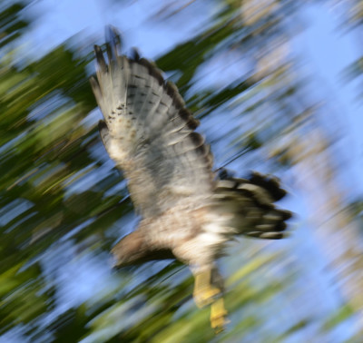 Photo of Broad Winged Hawk Flight On NaturalCrooksDotCom