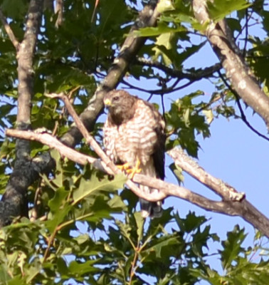 Photo of Broad Winged Hawk Front On NaturalCrooksDotCom
