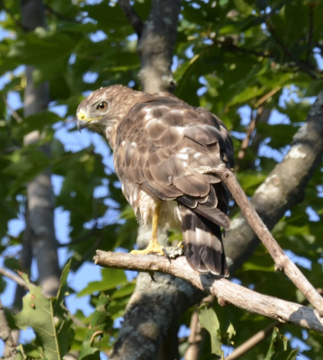 Photo of Broad Winged Hawk Left Profile On NaturalCrooksDotCom