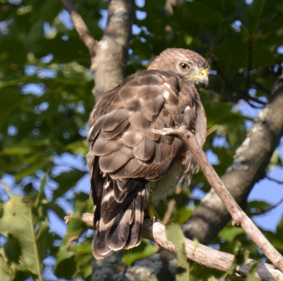Photo of Broad Winged Hawk Over Back Look On NaturalCrooksDotCom