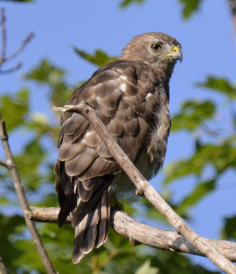 Photo of Broad Winged Hawk Right Profile On NaturalCrooksDotCom