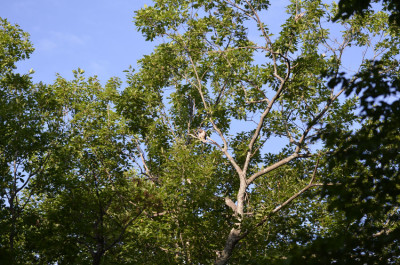 Photo of Honest There s A Hawk In That Tree On NaturalCrooksDotCom
