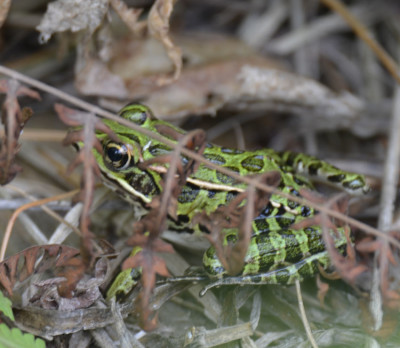 Photo of Leopard Frog Leaves on NaturalCrooksDotCom