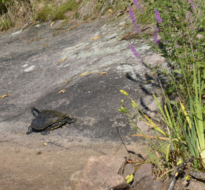 Photo of Map Turtle Sunning on Rock on NaturalCrooksDotCom