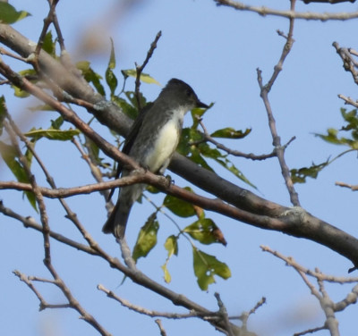 Photo of Olive Sided Flycatcher On NaturalCrooksDotCom