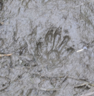 Photo of Raccoon Mudprint on NaturalCrooksDotCom