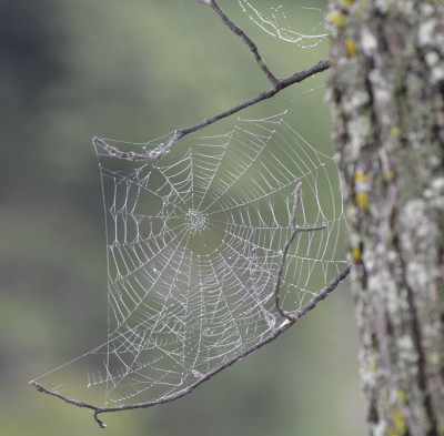 Photo of Spider Web on NaturalCrooksDotCom