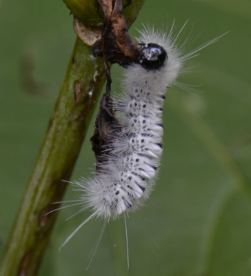 Photo of Tussock Moth Caterpillar on NaturalCrooksDotCom