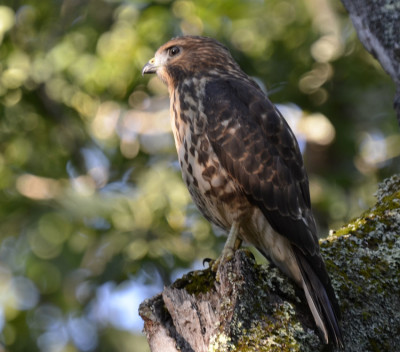 Photo of Whistling Hawk on NaturalCrooksDotCom