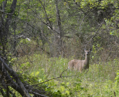 Photo of White Tailed Deer Riverwood on NaturalCrooksDotCom