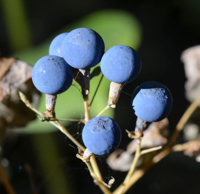Photo of Blue Cohosh Berries Large Group on NaturalCrooksDotCom