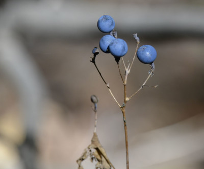 Photo of Blue Cohosh Fruit with Brown Leaf on NaturalCrooksDotCom