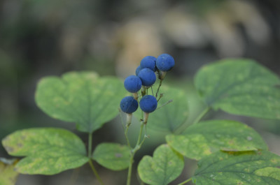 Photo of Blue Cohosh Fruit with Green Leaves on NaturalCrooksDotCom
