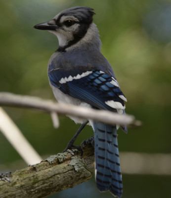Photo of Blue Jay in Pine on NaturalCrooksDotCom