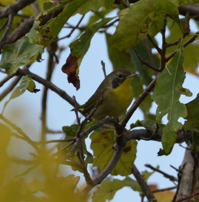 Photo of Common Yellowthroat Young Male on NaturalCrooksDotCom