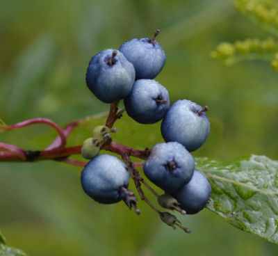Photo of Dogwood Blue Berries Closeup On NaturalCrooksDotCom