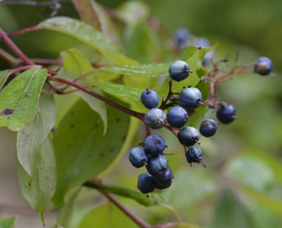 Photo of Dogwood Blue Berries On NaturalCrooksDotCom