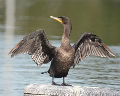 Photo of Double Crested Cormorant Drying Wings on NaturalCrooksDotCom