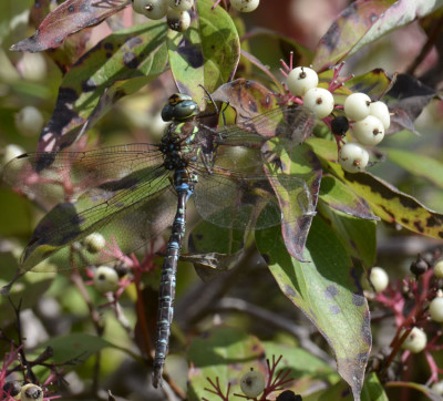 Photo of Dragonfly on Dogwood on NaturalCrooksDotCom
