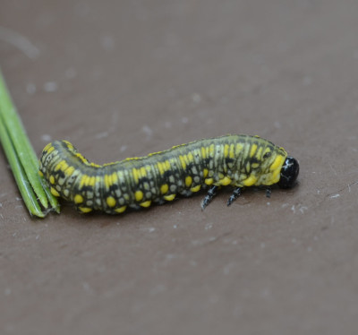 Photo of Green Yellow Caterpillar and Pine Needle on NaturalCrooksDotCom