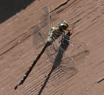 Photo of Large Dragonfly on Batterboard on NaturalCrooksDotCom