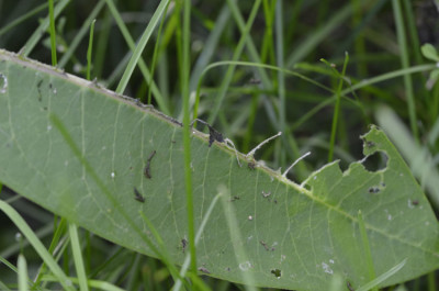 Photo of Milkweed Leaf Damaged by Milkweed Tussock Moth Caterpillars on NaturalCrooksDotCom