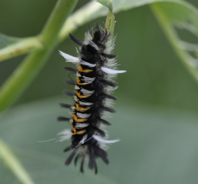 Photo of Milkweed Tussock Moth Caterpillar General on NaturalCrooksDotCom