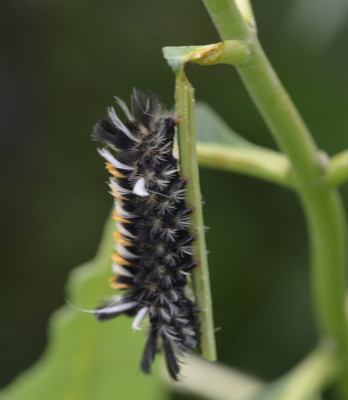 Photo of Milkweed Tussock Moth Caterpillar Red Feet on NaturalCrooksDotCom