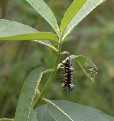 Photo of Milkweed Tussock Moth Caterpillar Vertical Hang Milkweed on NaturalCrooksDotCom