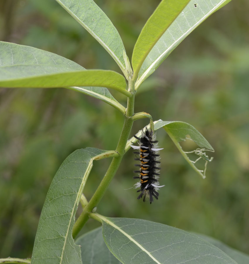 What Is This Orange And Black And White Spiky Caterpillar On The Milkweed Natural Crooks Ramblings