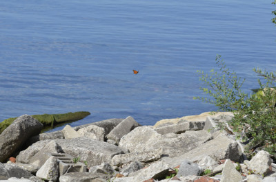 Photo of Monarch Launching Over Lake on NaturalCrooksDotCom