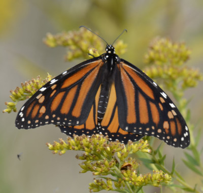 Photo of Monarch on Goldenrod on NaturalCrooksDotCom