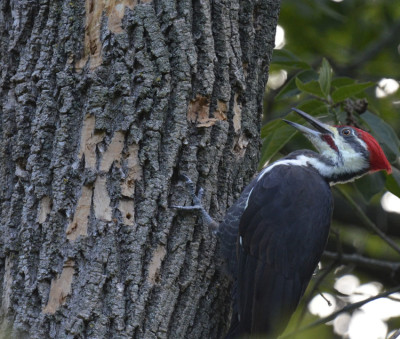 Photo of Pileated Woodpecker Bark and Holes on NaturalCrooksDotCom