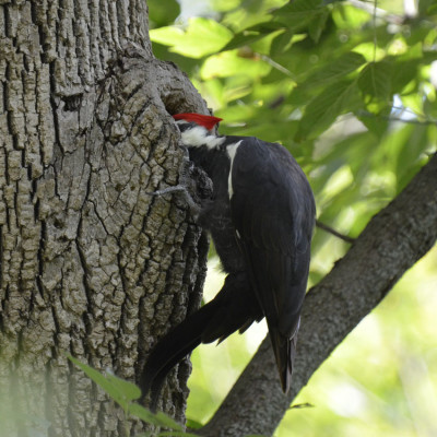 Photo of Pileated Woodpecker Knot Hole In on NaturalCrooksDotCom