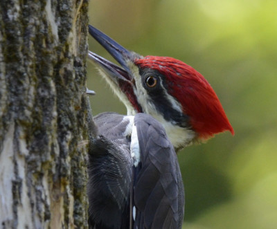 Photo of Pileated Woodpecker Open Bill Closeup on NaturalCrooksDotCom
