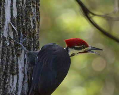 Photo of Pileated Woodpecker Over Right Shoulder Bill Open on NaturalCrooksDotCom