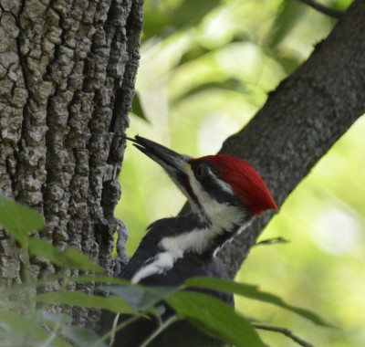 Photo of Pileated Woodpecker Tongue on NaturalCrooksDotCom