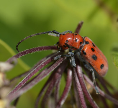 Photo of Red Milkweed Beetle Flower Stems on NaturalCrooksDotCom