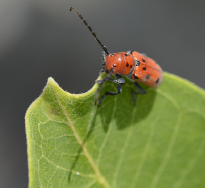 Photo of Red Milkweed Beetle Top Leaf On NaturalCrooksDotCom