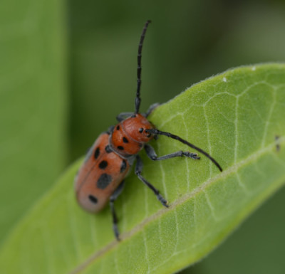 Photo of Red Milkweed Beetle Up On NaturalCrooksDotCom