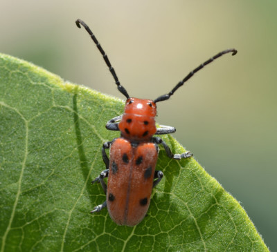 Photo of Red Milkweed Beetle Horns Out On NaturalCrooksDotCom