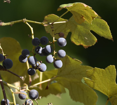 Photo of Riverbank Grapes Leaf on NaturalCrooksDotCom