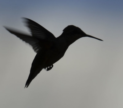 Photo of Ruby Throated Hummingbird Hover Silhouette on NaturalCrooksDotCom