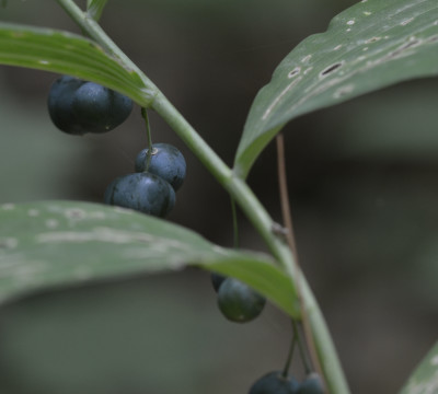 Photo of Solomons Seal Blue Berries Riverwood On NaturalCrooksDotCom
