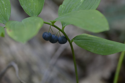 Photo of Solomons Seal Blue Berries on NaturalCrooksDotCom