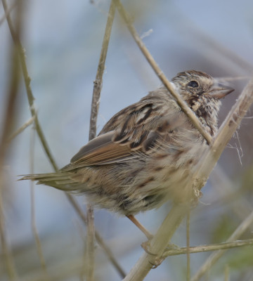 Photo of Sparrow with Very Short Tail On NaturalCrooksDotCom