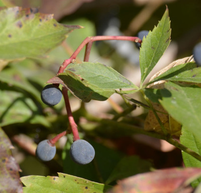 Photo of Virginia Creeper Berries On NaturalCrooksDotCom