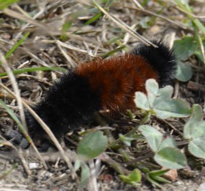 Photo of Wooly Bear Caterpillar Hard Winter on NaturalCrooksDotCom