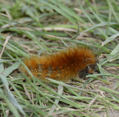 Photo of Wooly Bear Caterpillar No Winter on NaturalCrooksDotCom
