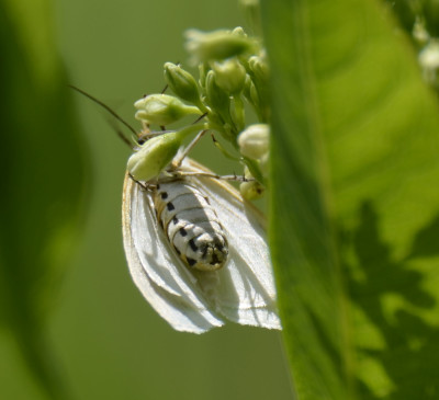 Photo of Delicate Cycnia Moth Full Underside on NaturalCrooksDotCom